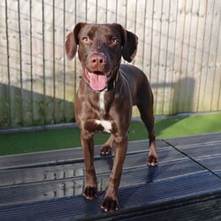 Rocco/Whippet Cross/Male/1 - 2 years,Rocco is a young, energetic, intelligent dog who is looking for a family that can channel his energy into positive outlets such as fun enrichment games and training! Rocco can become excitable on walks and bark at other dogs, so will benefit from a family that enjoy quiet countryside walks. Rocco enjoys having lots of play time and fuss with his favourite handlers and will need a quiet home where he is the only dog and where he can continue his settle training and build up time away from his family. Once settled, Rocco will make a fun, loving, family companion!