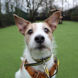 Skipper/Terrier (Jack Russell)/Male/5 - 7 years,Skipper is a happy little dude who loves to say hello to people on his walks and learn new tricks. This chipper 7 year old Jack Russell loves to play with toys and his favourite game is tug of war! Skipper is looking to have his own secure garden, fully enclosed with a 5ft fence that has direct access to the home so he has a safe space to run around daft in. He'd also like to have safe spaces to rest in the home without being disturbed suddenly, as he is more of an independent guy and isn't a couch potato! Skipper is looking for an active family who have experience with terriers or similar breeds. At the moment, Skipper would like to be the only pet in the home but he can socialise out on his walks!