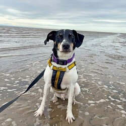 Jasper/Terrier (Jack Russell)/Male/5 - 7 years,Sweet boy Jasper is a very intelligent boy who loves his toys and learning new tricks! He is looking for a home with an experienced family who have had rescue dogs or similar breeds before. Jasper requires his own direct access, secure garden with a 5ft fence as he will need to be kept on lead whilst he is in public, and wearing a muzzle when he is in stressful situations, such as really busy places. Jasper is happy to walk with dog friends but would prefer to be the only pet in the home as he is quite indifferent with other dogs. Jasper is looking for a family who will always be at home with him, especially whilst he is settling in. We think he'd be able to be left for 2-3 hours once he has settled in, as long as this is built up gradually. He can also live with children aged 16 years and over.