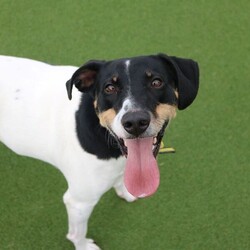 Jasper/Terrier (Jack Russell)/Male/5 - 7 years,Sweet boy Jasper is a very intelligent boy who loves his toys and learning new tricks! He is looking for a home with an experienced family who have had rescue dogs or similar breeds before. Jasper requires his own direct access, secure garden with a 5ft fence as he will need to be kept on lead whilst he is in public, and wearing a muzzle when he is in stressful situations, such as really busy places. Jasper is happy to walk with dog friends but would prefer to be the only pet in the home as he is quite indifferent with other dogs. Jasper is looking for a family who will always be at home with him, especially whilst he is settling in. We think he'd be able to be left for 2-3 hours once he has settled in, as long as this is built up gradually. He can also live with children aged 16 years and over.