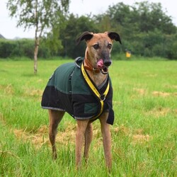 Adopt a dog:Rocky/Lurcher Cross/Male/5 - 7 years,Rocky is super people orientated and would adore being around people for most of the time in his forever home. Once settled, he could be left for a couple of hours- but this will need to be built up to slowly. Rocky has been positively muzzle trained and he wears it really confidently when out and about. Children in the home need to be over the age of 14. Although Rocky would like to be the only pet in the home, he could have walking buddies when out and about on his walks!