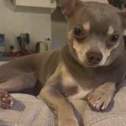 Adopt a dog:Taco/Chihuahua (Smooth Coat)/Male/2 - 5 years,Taco is 4-year-old Chihuahua. Taco may be small but has a huge personality! He will need time and space when meeting people, however once he trusts you he will happily be your best friend. Taco is looking for a quiet and calm adult only home and to be the only pet.