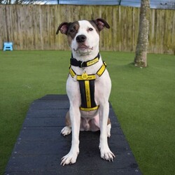 Adopt a dog:Buddy/Terrier (Staffordshire Bull) Cross/Male/2 - 5 years,Beautiful Buddy is on the search for a patient family who can help build his confidence in the World. He be nervous when being handled by new people and therefore needs adopters who will take things at his own pace. He would like a private and secure garden that he can enjoy as a familiar outside space. Buddy can live with primary school aged children if they are comfortable around dogs. Buddy is suitable to live with most other dogs in the home. He also could live with a cat and small furries in the home.