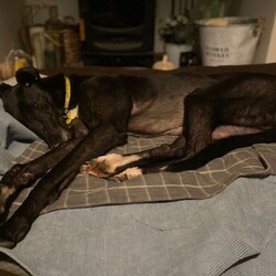 Adopt a dog:Arthur/Greyhound/Male/2 - 5 years,Meet Arthur, he's a sweet and sensitive Greyhound with a heart of gold. He's been with us for a little while now and has really blossomed in confidence and often greets his carers and volunteers with the happiest and waggiest tail! Arthur arrived with us with very little history and has likely never lived in a home before, so he'd loved to find adopters than can help him settle in and learn new things like housetraining and learning how to be left. He really enjoys the company of other dogs and would likely benefit from living with one in his forever home, however this isn't essential. He would like opportunities for socialisation if living alone. Arthur has a history of racing, so for this reason he does wear his muzzle out and about on his walkies and he looks super handsome in it! Arthur could live with children 6+ who can understand his shy nature, but it wont be long until he's leaning into you for fuss and snuggles!