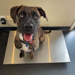 Adopt a dog:Lovebug/Great Dane/Female/1 Year 7 Months,Hi, I’m Lovebug, a sweet and affectionate gal who’s looking for a family that understands the joys of living with a large breed like me! I’m a young dog so I have a lot of energy and excitement to share, which means I need plenty of physical exercise and mental stimulation to keep me happy and healthy. You’ll need to be patient and provide me with decompression time to help me manage my enthusiasm, especially if I get too excited. While I love people, I’m better suited to a household without young children under 12. Sometimes I get a little too excited during interactions, and when I do, I need a family who will understand when to give me space to calm down. It’s also important that any kids I meet are comfortable with me and know how to give me room when I need it. When it comes to other dogs, I can become frustrated if I’m not properly matched, so I’ll need to meet any dogs in the home first. It’s important to make sure the match is a good one for everyone’s sake! As a larger breed, I’ll need lots of daily enrichment—think long, sniffy walks and a treasure hunt in the backyard to find hidden treats. Mental challenges are important to keep me busy so puzzle toys and training sessions are a must. I’m incredibly sweet and love spending time with my humans. I’ll be your loyal companion once I know I can trust you, and I’ll reward your patience with all the love and affection I have to offer. If you’re an experienced dog owner looking for a cuddle buddy and can help me thrive I just might be the perfect fit for you!