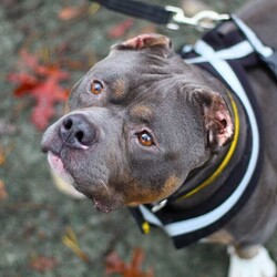 Adopt a dog:Blair/American Bully Pocket/Male/5 - 7 years,Blair is looking for his forever home where any children are 12+, who are comfortable and confident around dogs. He will need to be the only pet in the home but would benefit from owners who are willing to continue his socialisation with other dogs. As Blair has shown to struggle when being left, he will also need a home with minimal leaving hours and adopters who are committed to working on slowly building up his leaving hours following advice from our training team. He doesn't necessarily need his new home to have a garden however if they do it will need to be private and secure. Due to medical reasons he will also need a home that is either a ground floor flat or bungalow where he doesn't need to use stairs. He will also need adopters who are comfortable with a dog sleeping in the same bedroom.
