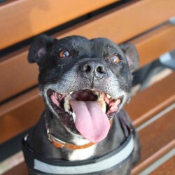Adopt a dog:Tyson/Terrier (Staffordshire Bull)/Male/5 - 7 years,Tyson is a fun, excitable boy who loves attention and absolutely loves his toy time. He can have walking chums but will be best as an only dog in a home. If children are in the home they will need to be aged 12 and over due to his excitable behaviour around toys. Any time spent alone will need to be built up gradually and adopters will be asked to visit Tyson at the centre a few times before heading home.