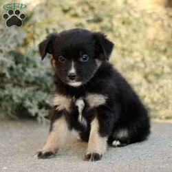 Decca/Miniature Australian Shepherd									Puppy/Female														/November 17th, 2024,Beautiful smart and energetic mini Aussie: Decca is a lovely black tricolor.  Well socialized well-loved and cared for.  Call us to see if you are a good match! We have carefully picked parents with excellent and gentle temperaments.  Call if you would also like to see our farm where we raise our mini Aussies.