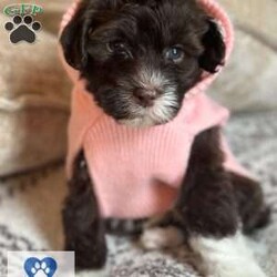 LATTE/Portuguese Water Dog									Puppy/Female														/5 Weeks,