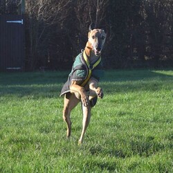 Adopt a dog:Rocky/Lurcher Cross/Male/5 - 7 years,Rocky is super people orientated and would adore being around people for most of the time in his forever home. Once settled, he could be left for a couple of hours- but this will need to be built up to slowly. Rocky has been positively muzzle trained and he wears it really confidently when out and about. Children in the home need to be over the age of 14. Although Rocky would like to be the only pet in the home, he could have walking buddies when out and about on his walks!