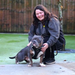Adopt a dog:Blair/American Bully Pocket/Male/5 - 7 years,Blair is looking for his forever home where any children are 12+, who are comfortable and confident around dogs. He will need to be the only pet in the home but would benefit from owners who are willing to continue his socialisation with other dogs. As Blair has shown to struggle when being left, he will also need a home with minimal leaving hours and adopters who are committed to working on slowly building up his leaving hours following advice from our training team. He doesn't necessarily need his new home to have a garden however if they do it will need to be private and secure. Due to medical reasons he will also need a home that is either a ground floor flat or bungalow where he doesn't need to use stairs. He will also need adopters who are comfortable with a dog sleeping in the same bedroom.