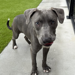 Bravo/American Staffordshire Terrier/Male/11 Months,Hi there, I'm Bravo! I'm a young Staffy, full of potential and still learning the ropes of life. I’m looking for a family who can be patient with me and understands that I’m still a bit nervous around new people. I will require a home with children 12 years plus, and ideally, they should be understanding of my need for personal space. I would love my own area where I can retreat to when I need some quiet time to recharge. I prefer passive interactions where I can approach things at my own pace whilst I gain confidence in my new home. It's really important that I meet everyone in the household before we make things official. I can still feel a little nervous around new people, so having a chance to get to know everyone will help me feel more comfortable. It’ll also be great if my new family understands when to give me space and how to communicate with me calmly. I’ve come a long way, but I’m still building confidence, so I need people who will be patient and consistent with me. Another must for me is a buddy—I'd love to go home with another dog! I’ve shown more confidence and curiosity about the world when I have a canine companion around, and it really helps me feel more secure. Plus, it’s just more fun that way! My new family will also need to be committed to ongoing training. Since I’m still young and still figuring things out, it would be amazing if they continue to work with me on building my confidence and teaching me new skills using positive reinforcement. I’m eager to learn, and with a little help, I’ll be the best companion you could ask for! Lots of love, Bravo xx -No children under 12 -Must meet all family -Must go home with another dog -Ongoing training -Indoor/outdoor access