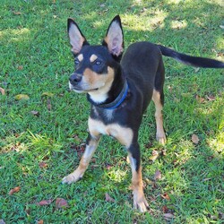Dusty/Australian Kelpie/Male/5 Months,Hi, I'm Dusty! I'm a younger kelpie looking for an active lifestyle, I enjoy a busy day with lots of stuff to do, then a huge nap afterwards! I've had a really tough start to life, I was so sick as a young puppy and my owners could not afford to take me to the vets, so I was surrendered to the RSPCA where I had a lengthy hospital stay, but now that I'm all better and feeling great, it's time I get outta here and find my very own home! I'm looking for a family who will keep me busy, perhaps some acreage to run around on or even a farm life, I'd love to jump on the back of a Ute and explore with my new people! I'm learning all my basic skills like sit and stay, I am a huge toy fan, and I'm quite a gentle boy around people, so if you're looking for a young fun energetic boy, look no further! XX Dusty