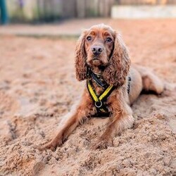 Sylvester/Spaniel (Cocker)/Male/2 - 5 years,The gorgeous boy is Sylvester, he is a 2 year old Cocker Spaniel looking for his forever home. He is a typical busy spaniel and wants to be out and about sniffing and exploring the world around him. Sylvester could live with another dog in the home and does enjoy making dog friends out on walks, but tends to do his own thing. He can live with teenagers 14+ years old and can be left alone for a couple of hours a day, but would need mental stimulation during this time.