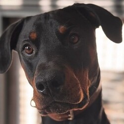 Benny/Dobermann/Male/2 - 5 years,Benny is looking for love, lifetime companionship a forever home with a family who will give him all the fuss and attention he needs. Benny would like an active family, who will take him on adventures, long walks and include him in their family activities.  Benny is instantly friendly, knows a few basic commands and takes treats gently when being rewarded with them. He is not able to live with cats or small furry animals, We think he could share his home with another neutered dog pending a successful meet here at the centre near Penrith.