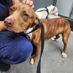 Adopt a dog:Olivia/American Staffordshire Terrier/Female/12 Months,Hello there, I'm Olivia, a young Staffy who's looking for her furever home. As a young pup, I'm full of life and eager to learn about the world around me at my own pace. I thrive on daily opportunities to learn and grow, so I'm looking for an adopter who can provide me with the right amount of stimulation and training. I'm a social butterfly when it comes to other dogs. I love making friends and I'm happiest when I have canine companionship, so I must go home with another dog. I enjoy a good balance of playtime and relaxation. My perfect family will have members aged 15 and up as I get a bit worried with loud noises and sudden movements which little ones are known for! If you're looking for a sweet, loving and trainable pup to add to your family, then I'm your girl. I can't wait to meet you and start our journey together!
