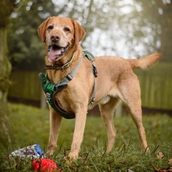 Mack/Retriever (Labrador)/Male/5 - 7 years,Mack is a wonderful older boy, but don't let that fool you he's still an active lad who LOVES to play! Mack has been with us for quite a while now, yet we still haven't found his pawfect match! He needs a home with adults only and minimal visitors as he can find meeting new people a little scary and overwhelmed. Once you're in Mack's circle of friends he loves bum scratches and playing endless games of fetch! In true labrador style he loves food and is learning lots of new things here, like how to wear his muzzle for walkies and adventures, this is because he can struggle when there is lots going on and is overwhelmed by joggers and cyclists. Mack has been in a home for a short period, where he was perfectly housetrained however he may need a little refresher as he settles in to home life again. He was also happy to be left for a few hours, however this would need gradually building back up again as it's been a little while since he's been in a home. Mack's ideal forever family would have a keen interest in training and be able to help continue his education. He can become vocal around other dogs, but is slowly learning how to share walks with calm and polite doggy friends. Mack must have his own secure garden, this is so he has a safe space where he can play, zoom and explore without having to worry about the outside world.