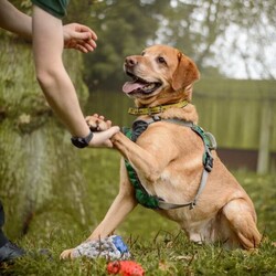 Mack/Retriever (Labrador)/Male/5 - 7 years,Mack is a wonderful older boy, but don't let that fool you he's still an active lad who LOVES to play! Mack has been with us for quite a while now, yet we still haven't found his pawfect match! He needs a home with adults only and minimal visitors as he can find meeting new people a little scary and overwhelmed. Once you're in Mack's circle of friends he loves bum scratches and playing endless games of fetch! In true labrador style he loves food and is learning lots of new things here, like how to wear his muzzle for walkies and adventures, this is because he can struggle when there is lots going on and is overwhelmed by joggers and cyclists. Mack has been in a home for a short period, where he was perfectly housetrained however he may need a little refresher as he settles in to home life again. He was also happy to be left for a few hours, however this would need gradually building back up again as it's been a little while since he's been in a home. Mack's ideal forever family would have a keen interest in training and be able to help continue his education. He can become vocal around other dogs, but is slowly learning how to share walks with calm and polite doggy friends. Mack must have his own secure garden, this is so he has a safe space where he can play, zoom and explore without having to worry about the outside world.