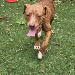 Adopt a dog:Olivia/American Staffordshire Terrier/Female/12 Months,Hello there, I'm Olivia, a young Staffy who's looking for her furever home. As a young pup, I'm full of life and eager to learn about the world around me at my own pace. I thrive on daily opportunities to learn and grow, so I'm looking for an adopter who can provide me with the right amount of stimulation and training. I'm a social butterfly when it comes to other dogs. I love making friends and I'm happiest when I have canine companionship, so I must go home with another dog. I enjoy a good balance of playtime and relaxation. My perfect family will have members aged 15 and up as I get a bit worried with loud noises and sudden movements which little ones are known for! If you're looking for a sweet, loving and trainable pup to add to your family, then I'm your girl. I can't wait to meet you and start our journey together!