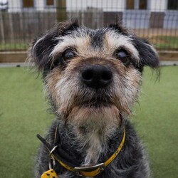 Max/Terrier (Border)/Male/8 + years,Max is a distinguished gentleman on the lookout for his new family. He is a fabulous boy who can live with children of a primary school age. He does have the potential to share his home with another calm-natured dog pending a mix at the centre. He will happily have walking doggy friends too.