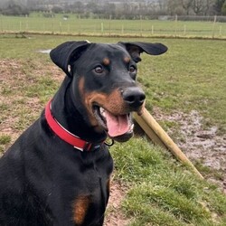 Benny/Dobermann/Male/2 - 5 years,Benny is looking for love, lifetime companionship a forever home with a family who will give him all the fuss and attention he needs. Benny would like an active family, who will take him on adventures, long walks and include him in their family activities.  Benny is instantly friendly, knows a few basic commands and takes treats gently when being rewarded with them. He is not able to live with cats or small furry animals, We think he could share his home with another neutered dog pending a successful meet here at the centre near Penrith.