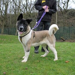 Zac/Akita/Male/6 - 12 months,Zac can live with children over the age of 10 and is probably better suited to being the only dog at home. We have very limited history for him but we know he has previously been house trained. Zac should not be left for more than an hour or two.