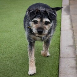 Max/Terrier (Border)/Male/8 + years,Max is a distinguished gentleman on the lookout for his new family. He is a fabulous boy who can live with children of a primary school age. He does have the potential to share his home with another calm-natured dog pending a mix at the centre. He will happily have walking doggy friends too.