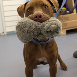 Darnell/Staffordshire Bull Terrier / Rhodesian Ridgeback/Male/8 Months,Hi, I'm Darnell! Let me tell you, I'm the cutest puppy around these parts! I have a lovely squishy wrinkly face that you will just fall in love with, the handlers at the shelter think I'm an absolute delight! I'm full of puppy love ready to take on the world and find a loving family I can call my very own. Ideally, I'd love a big secure yard to play with my toys in, cozy warm sleeping spots, lots of delicious food to keep me growing big and strong, and lots of attention and silly games to keep me busy! If you are ready for a whirlwind of cuteness, come and see me, I bet you will fall in love within seconds! I didn't have the best start to life and I find life quite overwhelming, so I'm on some special medication that helps with that. You will need to have a conversation with my vets before being able to adopt me. If you'd like to meet me, please call the Coffs Harbour shelter today! You will need to bring down all members of the household as well as any dogs when you come to meet me. XX Darnell