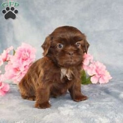 Mallard/Shih Tzu									Puppy/Male																/9 Weeks,Meet Mallard a solid chocolate one-of-a-kind AKC Shih Tzu puppy who is 100% genetically clear and already started on potty training and crate training!  This pup will be small as an adult since the parents who are pictured here are only 9lbs & 10lbs. This pup is up to date on shots and dewormer and vet checked and well socialized with children, teens, adults, and other puppies and comes with 30 days of free pet insurance to most buyers! We offer the option for  a 1 Year Genetic Health Guarantee! This puppy can have limited AKC or ACA papers and be microchipped for an extra fee!