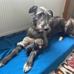 Adopt a dog:Thunder/Deerhound/Male/2 - 5 years,Thunder is now looking for his forever home. He can live with older teens of 14 plus who are used to large dogs and must be the only pet in the home. This cutie came to us through no fault of his own, and has been a really good boy in his foster home but can be nervous of new people coming in and has growled, so will need slow introductions. He like's to be out and about and travels well in the car. Any leaving time will need to be built up slowly over time until he is confident and settled with his new family. Thunder will need a private secure garden as he is not totally comfortable around other dog