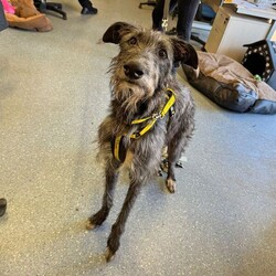 Adopt a dog:Thunder/Deerhound/Male/2 - 5 years,Thunder is now looking for his forever home. He can live with older teens of 14 plus who are used to large dogs and must be the only pet in the home. This cutie came to us through no fault of his own, and has been a really good boy in his foster home but can be nervous of new people coming in and has growled, so will need slow introductions. He like's to be out and about and travels well in the car. Any leaving time will need to be built up slowly over time until he is confident and settled with his new family. Thunder will need a private secure garden as he is not totally comfortable around other dog