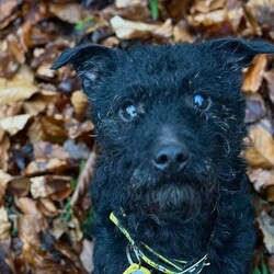 Adopt a dog:Jeremy/Terrier (Patterdale)/Male/2 - 5 years,Somebody home most of the time would be best suited for Jeremy - he will still need some ongoing training but already responds to 'sit' and 'paw'. Jeremy has walked great on the lead, but will sometimes bark if another dog barks at him - this can worry him sometimes. A home in a quieter location may suit him best. Children would need to be of secondary school age or older.