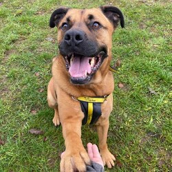 Snoops/Crossbreed/Male/5 - 7 years,Snoops is a very cute 6 yr old crossbreed who is on the lookout for a new forever home. His dream-come-true home would be a quieter location, and a quiet home life. He would like his own secure garden to enjoy and potter about in with his new family. He would like to be the only pet in the home, and can live with children 12 years and above. Snoops will need to be kept on lead and muzzled when out an about as he can be unsure around other dogs. He has started his muzzle training and has been getting on really well with this. Snoops would love to find someone who is home for the majority of the day whilst he's settling in then he can be built up to more once he's settled. If you are matched with Snoop's, you will need to visit him regularly at the centre for Snoop's to show you his true lovable side.