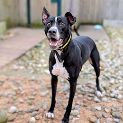 Logan/Lurcher/Male/2 - 5 years,Meet Logan, he is a 4.5 year old Lurcher looking for his new, forever home. He is unable to live with another dog as he does need some work on his social skills with them. He can live with children 11+ years old, as long as they are confident with bigger, bouncy dogs. Logan loves to play and is very friendly with everyone he meets. He has previously been left alone for a couple of hours throughout the day and therefore can be in his new home, once he has settled in.