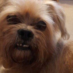 Adopt a dog:Teddy/Lhasa Apso/Male/8 + years,Teddy is looking for a calm and quiet home to relax in and enjoy his golden years, he is looking for only adults in the home and no children visiting. Teddy is a little unsure around certain dogs so is looking to be the only pet in the home and have no visiting pets. He would be happy with calm and polite walking buddies who will give him space and let him approach on his own terms. Teddy knows how to “sit”, he loves cheesy bites, so can be convinced to do training with treats. Teddy is completely housetrained in his foster home, but does like his own space to explore so his own private, secure garden is essential. Teddy can get worried being left alone for too long, he could be left for up to 2 hours, this will need to be built up gradually after he has had time to settle into his new home. Teddy will need to meet his adopters multiple times prior to going home so please bear this in mind when applying. Please note that should you be shortlisted, our rehoming process usually takes up to 7 days, and potential adopters would be required to come up to the centre to meet him within 48hrs of being shortlisted.