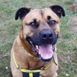 Snoops/Crossbreed/Male/5 - 7 years,Snoops is a very cute 6 yr old crossbreed who is on the lookout for a new forever home. His dream-come-true home would be a quieter location, and a quiet home life. He would like his own secure garden to enjoy and potter about in with his new family. He would like to be the only pet in the home, and can live with children 12 years and above. Snoops will need to be kept on lead and muzzled when out an about as he can be unsure around other dogs. He has started his muzzle training and has been getting on really well with this. Snoops would love to find someone who is home for the majority of the day whilst he's settling in then he can be built up to more once he's settled. If you are matched with Snoop's, you will need to visit him regularly at the centre for Snoop's to show you his true lovable side.