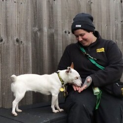 Dot/Terrier (Jack Russell) Cross/Female/2 - 5 years,Dot is a dainty darling who is looking for a quiet, adult-only home. She is friendly but does need a family who will follow a hands-off approach as she can find handling overwhelming. Dot can live with another dog though she will need one that will respect her space, especially at first. Once she’s comfortable she will start to play though!