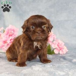 Mallard/Shih Tzu									Puppy/Male																/9 Weeks,Meet Mallard a solid chocolate one-of-a-kind AKC Shih Tzu puppy who is 100% genetically clear and already started on potty training and crate training!  This pup will be small as an adult since the parents who are pictured here are only 9lbs & 10lbs. This pup is up to date on shots and dewormer and vet checked and well socialized with children, teens, adults, and other puppies and comes with 30 days of free pet insurance to most buyers! We offer the option for  a 1 Year Genetic Health Guarantee! This puppy can have limited AKC or ACA papers and be microchipped for an extra fee!