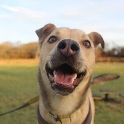 Adopt a dog:Finn/Siberian Husky Cross/Male/2 - 5 years,Fabulous Finn is a 3 year old Crossbreed who is super playful and friendly! He came into our care after being found as a stray so we have very limited information about his history. He is looking for a family who can continue his basic training. Finn would be happy to share his home with another dog(s), as well as children aged 12 years and over.