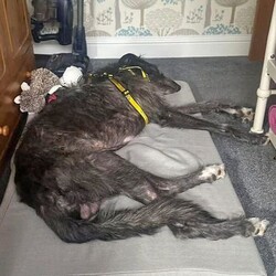 Adopt a dog:Thunder/Deerhound/Male/2 - 5 years,Thunder is now looking for his forever home. He can live with older teens of 14 plus who are used to large dogs and must be the only pet in the home. This cutie came to us through no fault of his own, and has been a really good boy in his foster home but can be nervous of new people coming in and has growled, so will need slow introductions. He like's to be out and about and travels well in the car. Any leaving time will need to be built up slowly over time until he is confident and settled with his new family. Thunder will need a private secure garden as he is not totally comfortable around other dog