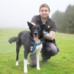 Koby/Collie (Border)/Male/2 - 5 years,Koby is a sweet boy who adores his toys, so much so that he doesn't like to share them. He is not entirely comfortable around dogs and would prefer not to share his home with other animals or young children. Secondary school aged children should be fine as long they don't try to take his toys without swapping them