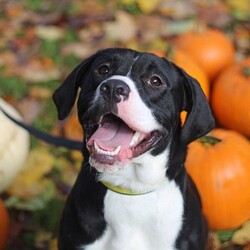 Adopt a dog:Dougie/Terrier (Staffordshire Bull)/Male/1 - 2 years,Dougie is a sweet 1 year old Staffie who is lots of fun! He can find some situations a little overwhelming so does need a patient and understanding home, especially whilst he is settling in. Dougie can make dog friends but would be best suited to being the only dog in the home at the moment. This super Staffie is full of energy and loves to play and would love an active home. He also isn't used to being left by himself so would love to have someone at home for most of the day, and any time that he is left alone to be built up very gradually over time.