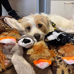 Max/Crossbreed/Male/1 - 2 years,1-year- 10mth old Max is now looking for his special place to call home. This little lad can live in a home with children 11+ and can live with other pets in the home.  Max is always up for an adventure; he loves to travel in the car and loves his walks. Max can be left for small periods of time; this will need to be built up slowly. Max has a neurological medical issue, which can be discussed further to his new potential adopter by our vet team, due to this we believe that Max he would benefit from living in a home with another dog. Max is currently in a foster home and living the best life, he has a confident doggy friend, which is helping him build confidence