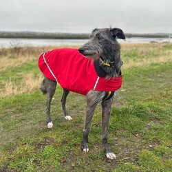 Adopt a dog:Thunder/Deerhound/Male/2 - 5 years,Thunder is now looking for his forever home. He can live with older teens of 14 plus who are used to large dogs and must be the only pet in the home. This cutie came to us through no fault of his own, and has been a really good boy in his foster home but can be nervous of new people coming in and has growled, so will need slow introductions. He like's to be out and about and travels well in the car. Any leaving time will need to be built up slowly over time until he is confident and settled with his new family. Thunder will need a private secure garden as he is not totally comfortable around other dog