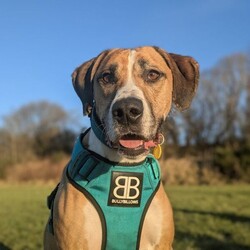 Timmy/Bulldog Cross/Male/5 - 7 years,Timmy is a sensitive boy who has a lot of love to give. He is a 7 year old Greyhound x Bulldog who has a big heart! Timmy is a playful guy who loves goofing around and playing with toys - his favourite game is tug of war but he is also a fan of just rolling around! He will need to be kept on lead whilst out and about due to his high prey drive. For this reason, he would love to have direct access from the home to a secure garden, with a 6ft fence, to run around freely in. He is also trained to wear a muzzle whilst out on his walks just as an added precaution to keep him safe. Timmy has been previously worried around young children so it is important for any children, including visitors, to be over 16 years old in his new home.