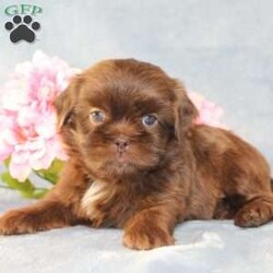 Mallard/Shih Tzu									Puppy/Male																/9 Weeks,Meet Mallard a solid chocolate one-of-a-kind AKC Shih Tzu puppy who is 100% genetically clear and already started on potty training and crate training!  This pup will be small as an adult since the parents who are pictured here are only 9lbs & 10lbs. This pup is up to date on shots and dewormer and vet checked and well socialized with children, teens, adults, and other puppies and comes with 30 days of free pet insurance to most buyers! We offer the option for  a 1 Year Genetic Health Guarantee! This puppy can have limited AKC or ACA papers and be microchipped for an extra fee!
