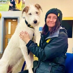 Adopt a dog:Marshmallow/Lurcher/Male/2 - 5 years,Marshmallow has lived a sheltered life, so is looking for a family willing to provide him with plenty of TLC and that have the patience to allow him to settle in at his own pace. He may find life a little overwhelming at times, but he is  gradually learning all the tools to help him take things in his stride. What you would get in return is a fun loving, handsome, cheeky boy, who will be sure to put a smile on your face everyday!
