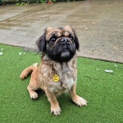 Groot/Spaniel (Tibetan) Cross/Male/2 - 5 years,Groot is looking for a home where he is the only dog however he would love to continue socialising on walks. He can live with children aged 8+, as he’s a super friendly boy and would also love a family that is around during the day whilst he’s settling in.