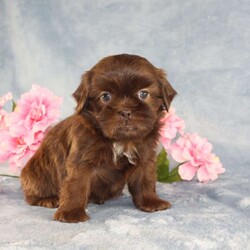 Mallard/Shih Tzu									Puppy/Male																/9 Weeks,Meet Mallard a solid chocolate one-of-a-kind AKC Shih Tzu puppy who is 100% genetically clear and already started on potty training and crate training!  This pup will be small as an adult since the parents who are pictured here are only 9lbs & 10lbs. This pup is up to date on shots and dewormer and vet checked and well socialized with children, teens, adults, and other puppies and comes with 30 days of free pet insurance to most buyers! We offer the option for  a 1 Year Genetic Health Guarantee! This puppy can have limited AKC or ACA papers and be microchipped for an extra fee!