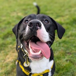 Adopt a dog:Dougie/Terrier (Staffordshire Bull)/Male/1 - 2 years,Dougie is a sweet 1 year old Staffie who is lots of fun! He can find some situations a little overwhelming so does need a patient and understanding home, especially whilst he is settling in. Dougie can make dog friends but would be best suited to being the only dog in the home at the moment. This super Staffie is full of energy and loves to play and would love an active home. He also isn't used to being left by himself so would love to have someone at home for most of the day, and any time that he is left alone to be built up very gradually over time.